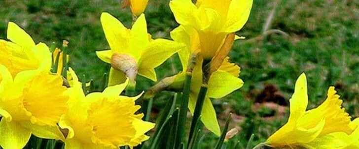 daffodils-bloom-850x680